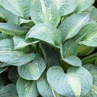 Хоста Kiwi Full Monty, Hosta Kiwi Full Monty, Хоста Киви Фул Монти