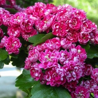 Боярышник средний Paul's Scarlet, Боярышник средний Паульс Скарлет, Crataegus media Pauls Scarlet