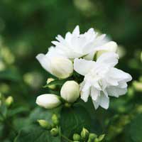Чубушник Schneesturm, Philadelphus coronarius Schneesturm, Чубушник венечный Шнеештурм