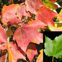 Клен красный, Acer rubrum