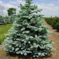 Ель колючая Kaibab, Picea pungens Glauca Arizona Kaibab, Ель колючая Кейбаб