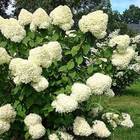 Гортензия Limelight, Hydrangea paniculata Limelight, Гортензия метельчатая Лаймлайт