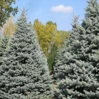 Ель колючая, Picea pungens, Ель колючая купить, купить ель колючую, ель колючая 150/175