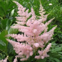 Астильба японская Bronzelaub, Astilbe japonica Bronzelaub, Астильба японская Бронзлауб