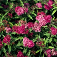 Спирея японская Neon Flash, Spiraea japonica Neon Flash, Спирея японская Неон Флеш