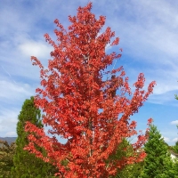Клен Фримана Autumn Blaze, Acer freemanii Autumn Blaze, Клен Фримана Отом Блейз