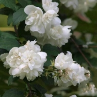 Чубушник лемуана Virginal, Philadelphus Virginal, Чубушник лемуана Вирджиналь