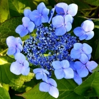 Гортензия пильчатая Bluebird, Hydrangea serrata Bluebird, Гортензия пильчатая Блюбёрд