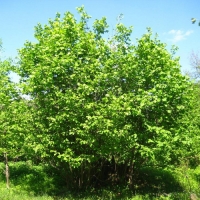 Лещина обыкновенная 125/150, Corylus avellana, Лещина обыкновенная