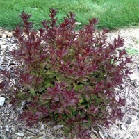 Вейгела цветущая Ruby Queen, Weigela florida Ruby Queen, Вейгела цветущая Руби Квин