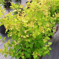 Пузыреплодник Luteus, Physocarpus opulifolius Luteus, Пузыроплодник калинолистный Лютеус