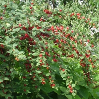 Вишня Войлочная Огонёк С3, Prunus tomentosa, Вишня Войлочная Огонек