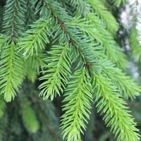 Ель сербская 250/300, ель сербская, купить ель сербскую, Picea omorica
