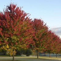 Клен Фримана Autumn Blaze, Acer freemanii Autumn Blaze, Клен Фримана Отом Блейз