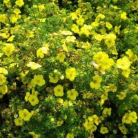 Лапчатка Kobold, Potentilla fruticosa Kobold, Лапчатка кустарниковая Кобольд