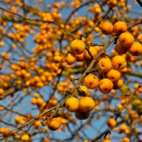 Яблоня декоративная Golden Hornet, Malus Golden Hornet, Яблоня декоративная Голден Хорнет