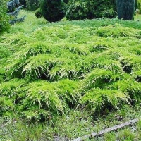 Можжевельник Pfitzeriana Compacta С7.5, Можжевельник Pfitzeriana Compacta, Juniperus Pfitzeriana Compacta, Juniperus Pfitzeriana Compacta купить, можжевельник Pfitzeriana Compacta купить