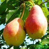 Груша Татьяна с7.5, Pyrus, Груша Татьяна