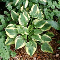 Хоста Honeysong, Hosta Honeysong, Хоста Хонейсонг