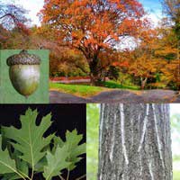 Дуб красный, Quercus rubra