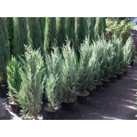 Можжевельник Moonglow, Juniperus scopulorum Moonglow, Можжевельник Мунглоу, купить можжевельник Moonglow, купить мунглоу