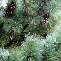 Сосна румелийская 125/150, сосна румелийская, Pinus peuce, купить сосну румелейскую