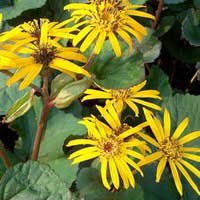 Бузульник Othello, Ligularia Othello, Бузульник Отелло