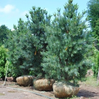 Сосна гибкая Vanderwolfs Pyramid, Pinus reflexa Vanderwolfs Pyramid, Сосна гибкая Вандервульвс Пирамид