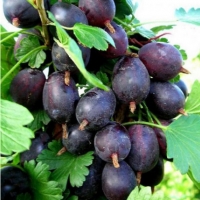 Крыжовник Черносливовый, Grossularia