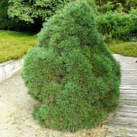 Сосна обыкновенная Globosa Viridis С90 80/100, Сосна обыкновенная Globosa Viridis, Pinus sylvestris Globosa Viridis С90 80/100, Pinus sylvestris Globosa Viridis, купить сосну обыкновенную Globosa Viridis