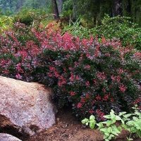 Барбарис Тунберга Atropurpurea Nana, Berberis thunbergii Atropurpurea Nana, Барбарис тунберга Атропурпурея Нана
