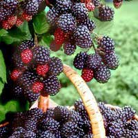 Ежевика кустистая Merton Thornless, Rubus fruticosus Merton Thornless, Ежевика кустистая Мертон Тонлес
