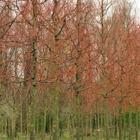 Липа мелколистная Winter Orange, Tilia cordata Winter Orange, Липа мелколистная Винтер Оранж