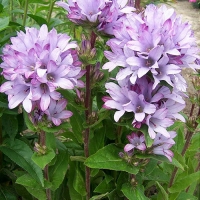 Колокольчик сборный Caroline, Campanula glomerata Caroline, Колокольчик сборный Каролина