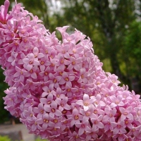 Сирень венгерская, Syringa josikaea