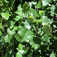 Тополь чёрный Italica, Populus nigra Italica, Тополь черный Италика