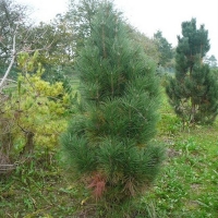 Сосна черная 200/250 Sol, Pinus Nigra, Сосна черная