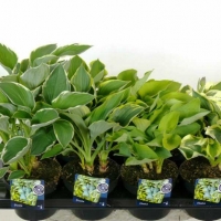 Хоста mix С7.5, Hosta mix, Хоста микс
