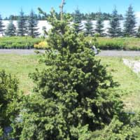 Ель обыкновенная Hereny, Picea abies Hereny, Ель обыкновенная Херени