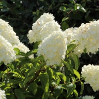 Гортензия Polar Bear, Hydrangea Polar Bear, Гортензия Полярный Медведь