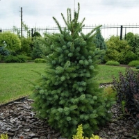 Ель Zuckerhut, Picea omorika Zuckerhut, Ель Цукерхут