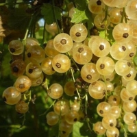 Смородина белая Уайт Холландер, Смородина White Hollander, Ribes