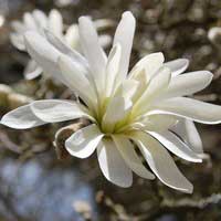 Магнолия Royal Star, Магнолия звездчатая Роял Стар, Magnolia stellata Royal Star