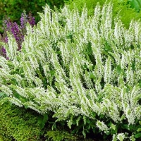 Шалфей дубравный Schneehugel, Salvia nemorosa Schneehugel, Шалфей дубравный Шнеехюгель