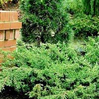 Можжевельник Green Carpet, Juniperus Green Carpet, Можжевельник Грин Карпет
