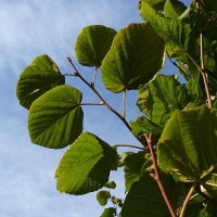 Липа крупнолистная, Tilia platyphyllos, Липа крупнолистная 14/16