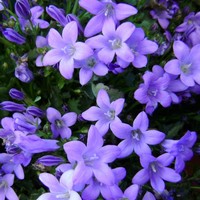 Колокольчик Портеншлага с3, Campanula portenschlagiana, Колокольчик Портеншлага