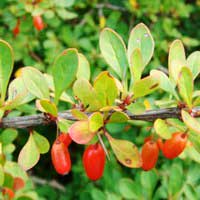 Барбарис Тунберга, Berberis Thunbergi