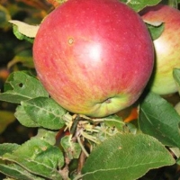 Яблоня Лобо WRB 5/6лет, Malus, Яблоня Лобо