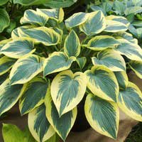 Хоста Autumn Frost, Hosta Autumn Frost, Хоста Аутум Фрост